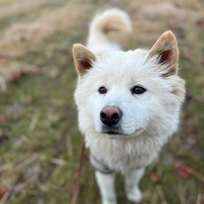 영광군유기동물보호소's profile picture