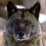 Ralbert Canino profil fotoğrafı