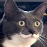 boolsolana's profile picture