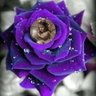 زهرة البنفسج 🌺💞 的头像