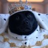King of Memes 👑's profile picture