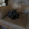 blackcat's profile picture