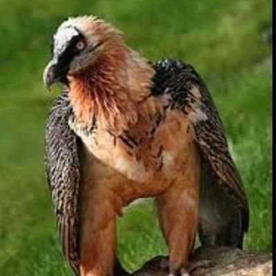 dideban_bm1324's profile picture
