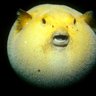 Фото профиля Chudfish
