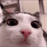 Profilbild von SpicyTurtle