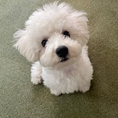 okookome_'s profile picture