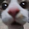 Renzo's profile picture
