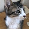 チビナロ@aotan3104 profil fotoğrafı