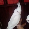فرجام profil fotoğrafı