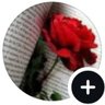 DanielaDiCre's profile picture