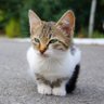 طقطوقة profil fotoğrafı