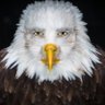 Profilbild von Ballistic_Eagle