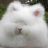 Profilbild von MG「ティッピー」