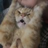 abe oyen 🐈💨 profil fotoğrafı