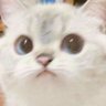 Profilbild von cat eats 🍣