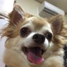 シノ's profile picture