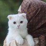 سعادلعتيبي 的头像