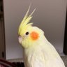 クロノス's profile picture