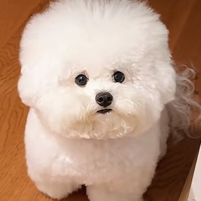 bai90831672961's profile picture