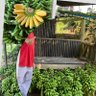 claudio/Pabrik arthos/petani pisang's profile picture