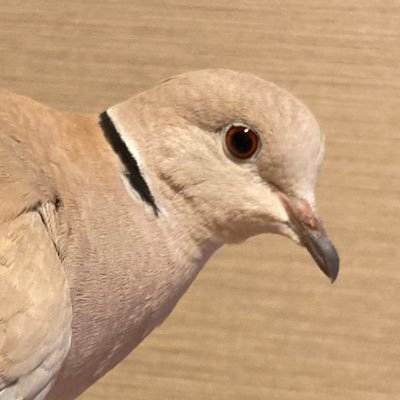 jp's profile picture