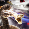 SnakeyBoy's profile picture
