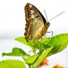 Papillon 的头像