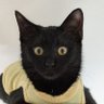 Фото профиля 猫様の✨正式✨下僕