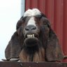 Des bassd ned! 🤨 profil fotoğrafı