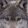 graywolf🇺🇲🇺🇸 的头像