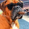 Bash the smoking dog 的头像