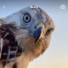 Falcon bird profil fotoğrafı