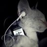 Profilbild von swag