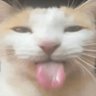 Profilbild von idk