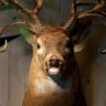 Фото профиля bucks_trophy