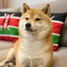 out of context Doge 🇰🇪 profil fotoğrafı