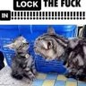 lockthefuckincat 的头像