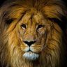 الدوبلماسي👋's profile picture