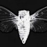 Profilbild von Aaryan Cicada