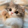 Profilbild von Animal Lover