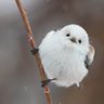やまのஐ🕊️ profil fotoğrafı