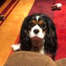 Profilbild von Walter the cavalier