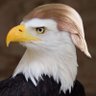 Profilbild von Woke is Bullshit!