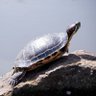 Cuttleboneだよー profil fotoğrafı