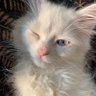 Фото профиля кιттукαт 🐈