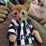 gato santista's profile picture