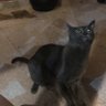 Chubi's profile picture