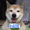 Фото профиля トム犬(いぬ)
