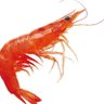 shrimply's profile picture