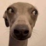 來自心中的惡's profile picture